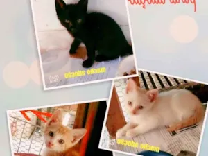 Gato raça Sem raça idade 2 a 6 meses nome Sem nomes