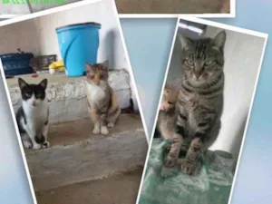 Gato raça Sem raça idade 2 a 6 meses nome Sem nomes
