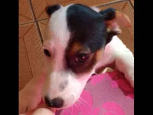Cachorro raça sem raça  idade 2 a 6 meses nome Elza