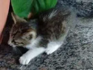 Gato raça SRD idade 2 a 6 meses nome Filhotinho