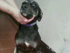 Cachorro raça vira lata  idade 1 ano nome Coca