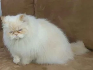 Gato raça Himalaio  idade 6 ou mais anos nome Theo