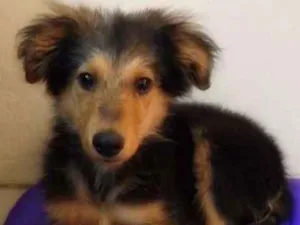 Cachorro raça Mista idade 2 a 6 meses nome Anúbis