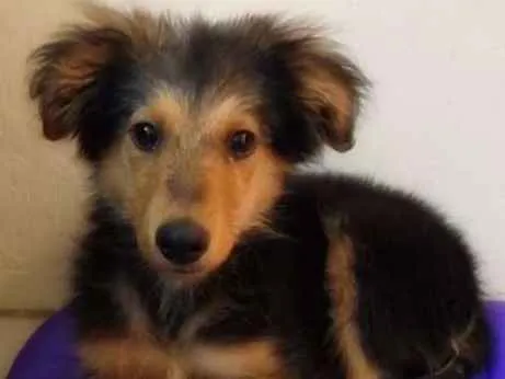 Cachorro ra a Mista idade 2 a 6 meses nome Anúbis