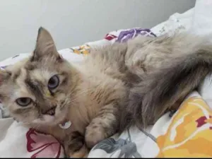 Gato raça Sem raça definida idade 2 anos nome NINA