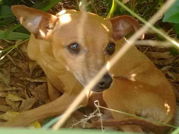 Cachorro ra a Pintcher idade  nome Estopinha 