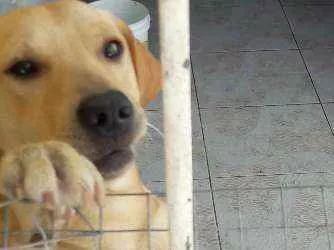 Cachorro ra a Viralata com labrador  idade 7 a 11 meses nome Preto