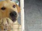 Cachorro raça Viralata com labrador  idade 7 a 11 meses nome Preto