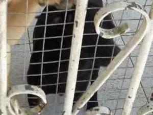 Cachorro raça Viralata com labrador idade 7 a 11 meses nome Branco