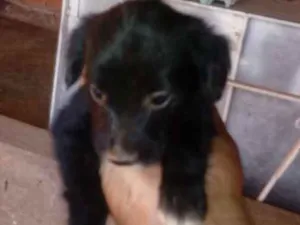 Cachorro raça Mista idade Abaixo de 2 meses nome Fofinha