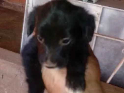 Cachorro ra a Mista idade Abaixo de 2 meses nome Fofinha