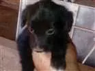 Cachorro raça Mista idade Abaixo de 2 meses nome Fofinha