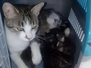 Gato raça Nao e de raça idade 2 anos nome July
