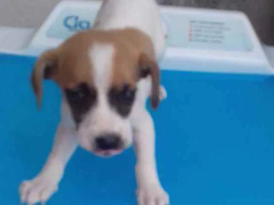 Cachorro ra a Indefinida idade 2 a 6 meses nome Lilika
