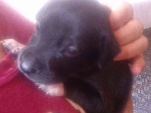 Cachorro ra a SRD idade Abaixo de 2 meses nome Filhotes 