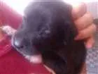 Cachorro raça SRD idade Abaixo de 2 meses nome Filhotes 