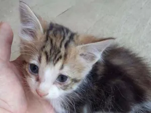 Gato raça sem raça definida idade 2 a 6 meses nome Chiquinho