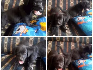 Cachorro raça Vira lata idade Abaixo de 2 meses nome Sem nomes