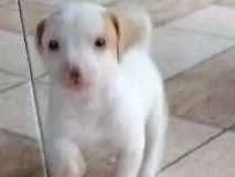 Cachorro raça INDEFINIDA idade Abaixo de 2 meses nome SEM NOMES