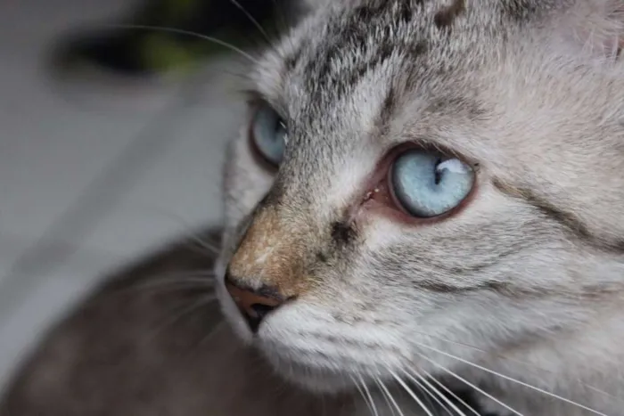 Gato ra a SRD idade 2 anos nome Bitch