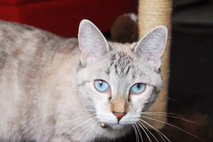 Gato ra a SRD idade 2 anos nome Bitch