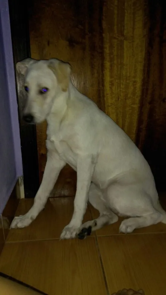 Cachorro ra a Misturado labradr  idade 7 a 11 meses nome Thor
