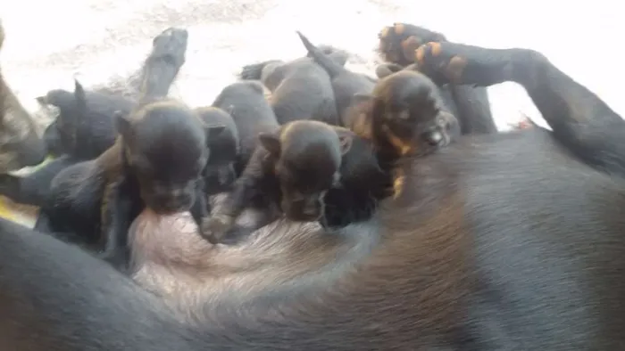 Cachorro ra a Pinth com vira lata idade Abaixo de 2 meses nome Ainda estão sem nome
