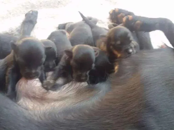 Cachorro ra a Pinth com vira lata idade Abaixo de 2 meses nome Ainda estão sem nome