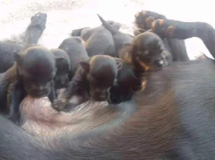 Cachorro ra a Pinth com vira lata idade Abaixo de 2 meses nome Ainda estão sem nome