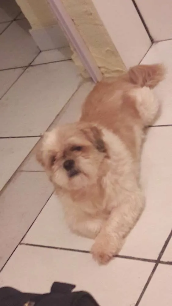 Cachorro ra a Shit-zu idade 4 anos nome Luck