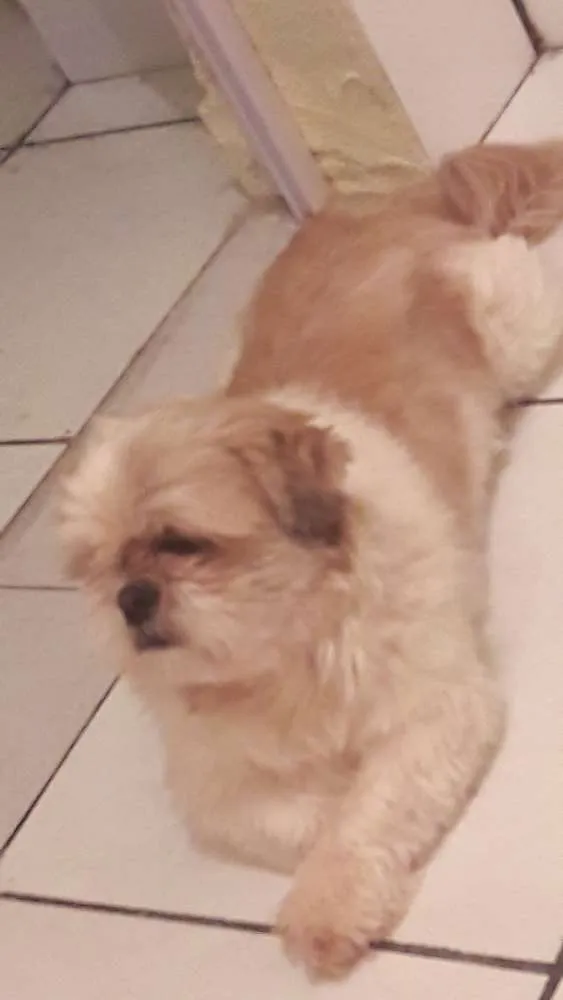 Cachorro ra a Shit-zu idade 4 anos nome Luck
