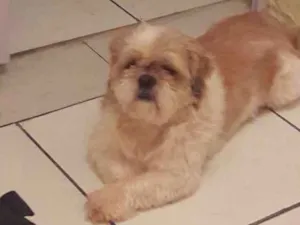 Cachorro raça Shit-zu idade 4 anos nome Luck