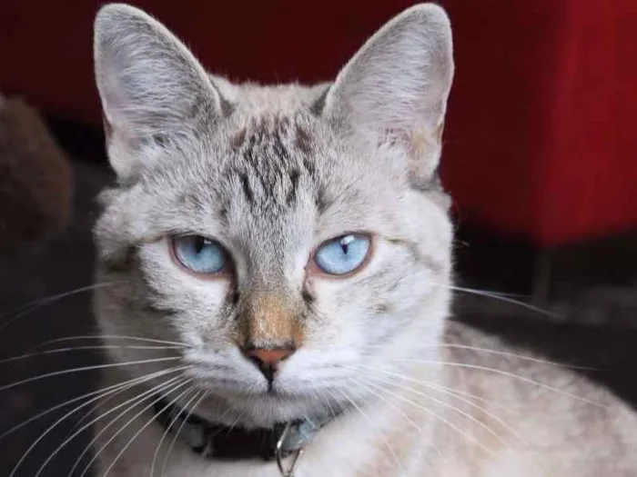 Gato ra a SRD idade 2 anos nome Bitch