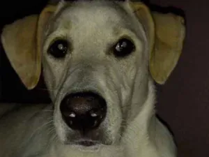 Cachorro raça Misturado labradr  idade 7 a 11 meses nome Thor