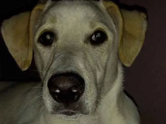 Cachorro ra a Misturado labradr  idade 7 a 11 meses nome Thor