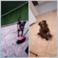 Magali