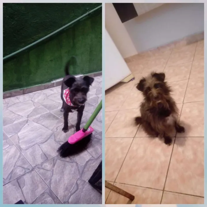 Cachorro ra a  idade 2 anos nome Magali