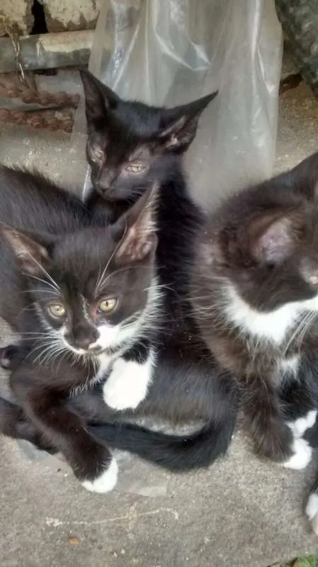 Gato ra a  idade Abaixo de 2 meses nome FRIDA E MELITA