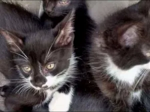 Gato raça  idade Abaixo de 2 meses nome FRIDA E MELITA
