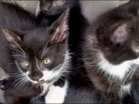 Gato ra a  idade Abaixo de 2 meses nome FRIDA E MELITA