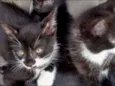 FRIDA E MELITA