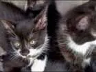 Gato raça  idade Abaixo de 2 meses nome FRIDA E MELITA