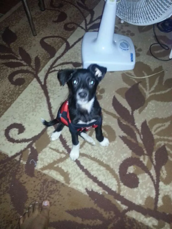 Cachorro raça Sem raça idade 2 a 6 meses nome Não tem nome , foi r