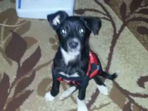 Cachorro raça Sem raça idade 2 a 6 meses nome Não tem nome , foi r