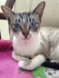 Mel