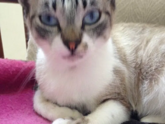 Gato ra a Sem raça definida idade  nome Mel
