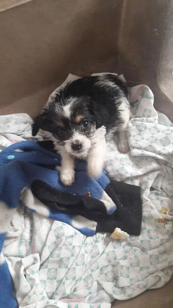 Cachorro ra a SRD idade Abaixo de 2 meses nome Sem Nome