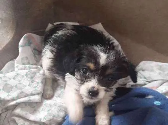 Cachorro ra a SRD idade Abaixo de 2 meses nome Sem Nome