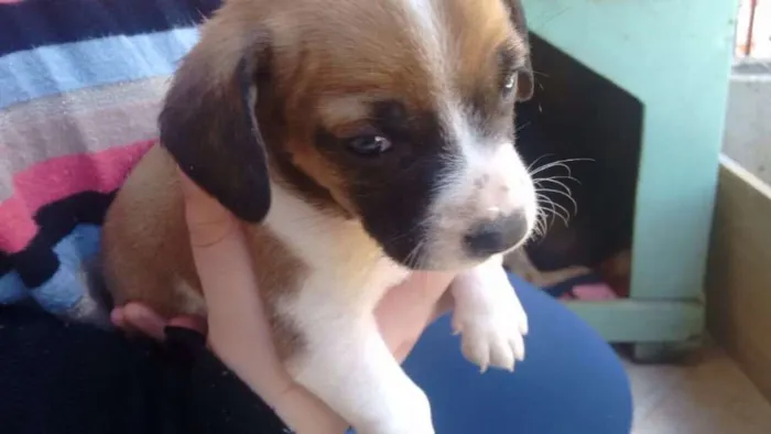 Cachorro ra a Vira lata  idade Abaixo de 2 meses nome Sem nome