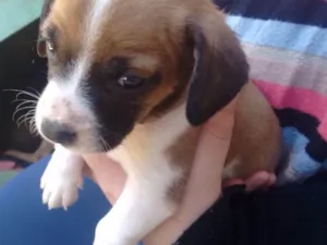 Cachorro raça Vira lata  idade Abaixo de 2 meses nome Sem nome